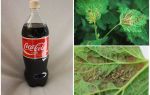 Coca-Cola từ rệp
