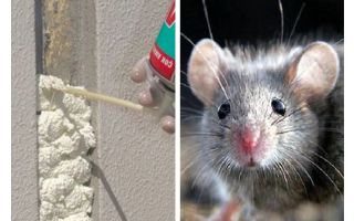 Дали мишките ядат пяна