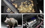 Làm thế nào để đưa chuột ra khỏi xe