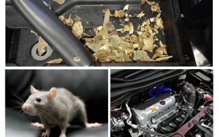 Cum să scoateți șoarecii din mașină