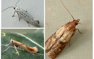 Varför moth har ingen proboscis
