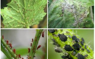 Cum să se ocupe de afide în grădină și în grădina remediilor populare