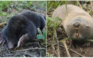 Care este diferența dintre un mol și un șobolan mol?