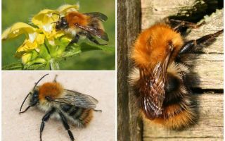 Alan bumblebee'nin tanımı ve fotoğrafları