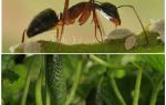 Hur man hanterar myror i trädgården med gurkor