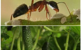 Hoe om te gaan met mieren in de tuin met komkommers