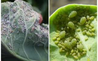 Hur och vad man ska behandla bladlus på kål