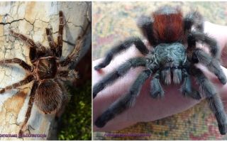 Spider tarantula hemma