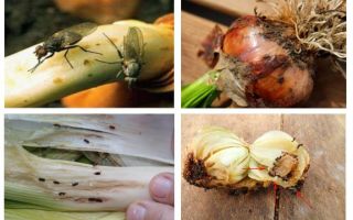 كيفية التخلص من البراغي البصل