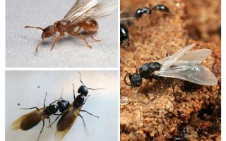 Okřídlený mravenci