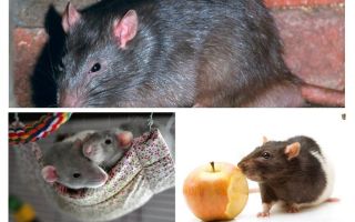 Interessante feiten over ratten