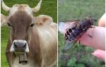 كيفية علاج البقرة من gadflies و gadflies في المنزل
