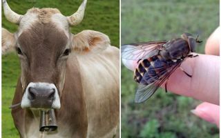 Làm thế nào để điều trị một con bò từ các loài bướm và các loài bướm ở nhà