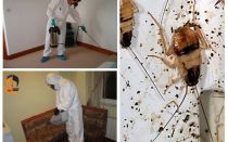 Utrotning av kackerlackor i lägenheten