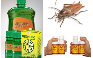 Hoe en wat om kakkerlakken thuis te vergiftigen