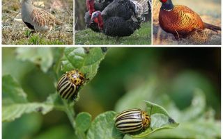 El que mengen ocells i insectes dels escarabats de Colorado