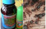 Betekent de zomerbewoner van mieren