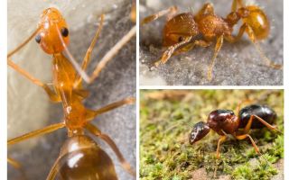 Колко мравки лапи