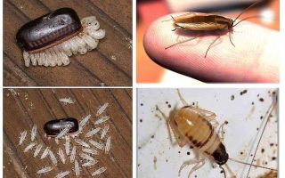 Как да се размножават домашни хлебарки