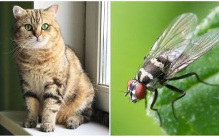 Què fer si un gat o gat va menjar una mosca?