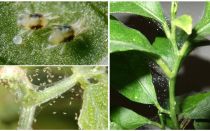 كيفية التخلص من سوس العنكبوت على النباتات المنزلية