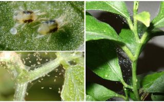 Hoe zich te ontdoen van spintmijten op kamerplanten
