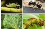 Тип връзка на мравки и листни въшки