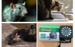 ما هي الفئران والجرذان تخاف من؟