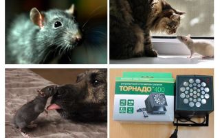 De quoi les rats et les souris ont-ils peur?