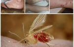 Beskrivning och bilder av myggor