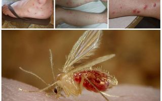 Popis a fotky komárů