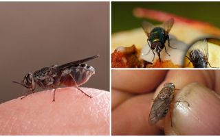 Perché le mosche atterrano sugli umani
