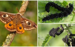 Beskrivning och foto av påfågelens larv
