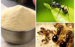 Manka dalle formiche in giardino