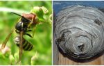 Perché abbiamo bisogno di vespe in natura