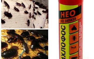 Hjälper dichlorvos från kackerlackor - hur man förgiftar