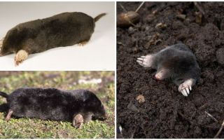 Common Moles (European)