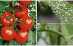 Cách chế biến cà chua từ ruồi trắng và đen