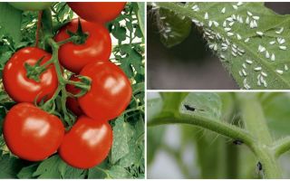 Hoe tomaten van witte en zwarte vliegen te verwerken