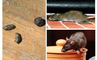 Comment gérer les rats dans l'appartement