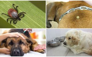 อาการและการรักษาโรค piroplasmosis ในสุนัข