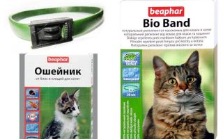 Kraag Beafar van vlooien voor katten en honden