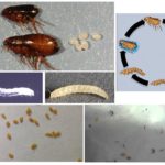 Ovos de pulgas e larvas