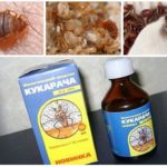 علاج Cucaracha للبق البقري -1