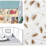 Habitat pulgas na casa