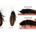 Мъжки и женски мадагаскарски хлебарки