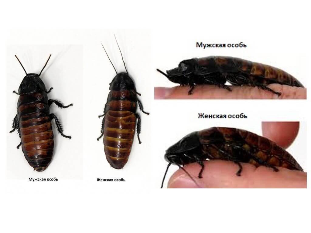 Мъжки и женски мадагаскарски хлебарки