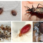 Insectes parasites