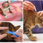 Normes de tractament dels animals