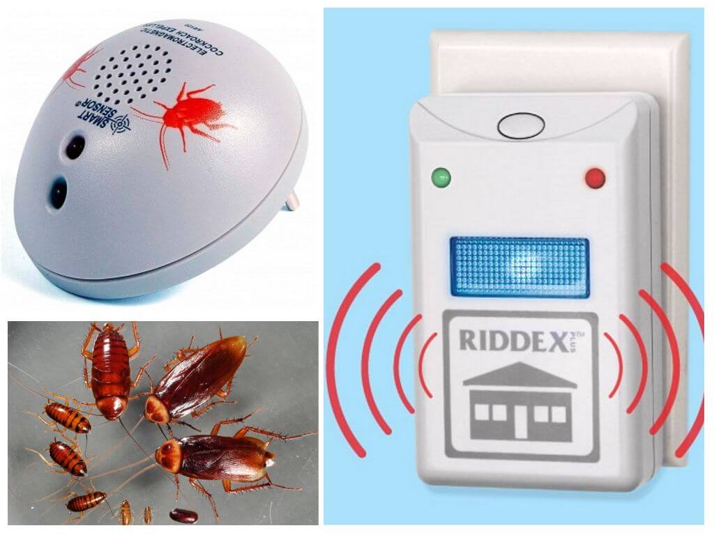 Riddex och Ar-120 från kackerlackor